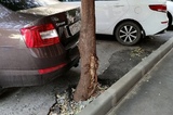 На улице Лермонтова во время ремонта тротуаров заасфальтировали деревья