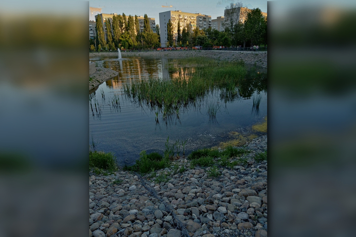«Одни лягушки квакают»: горожанка рассказала о заросшем тиной пруде в парке Марины Расковой, на который собирались ежегодно тратить по 10 миллионов рублей 