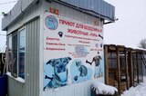 Десятки трупов собак и кошек на окраине Гагаринского района: частный приют осматривают прокуроры, директору грозит штраф