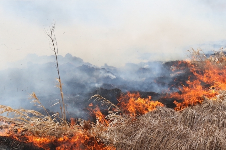Управление МЧС сообщило о высокой пожарной опасности в одном из районов «с дальнейшим распространением по территории Саратовской области»