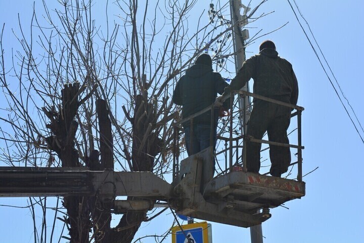 Чиновники игнорировали аварийные деревья у детской площадки на проспекте Энтузиастов. Главе администрации района внесли представление 