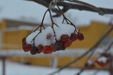 Жителей Саратовской области ждёт ещё одна холодная и снежная неделя, оттепелей пока не ожидается