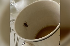 «Ходят толпами, один даже умудрился из моей кружки чай похлебать»: горожанин рассказал о том, что в балаковской больнице якобы обитают тараканы