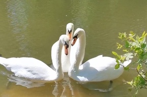 В пруды саратовского Городского парка выпустили лебедей (видео)