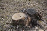 Детские сады, школа, Парк Победы: в Саратове планируют срубить почти 100 и обрезать более 30 деревьев