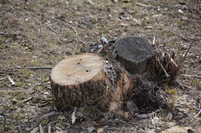 Детские сады, школа, снова (!) Парк Победы: в Саратове планируют срубить почти 100 и обрезать более 30 деревьев