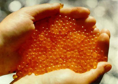 Икра для чемпионов