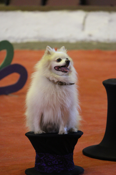 Понибратство