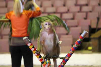 Понибратство