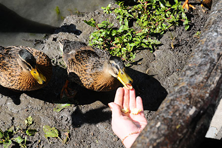 Светлые аллеи Светлые аллеи