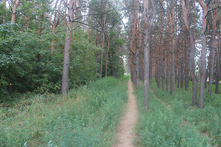 Дачный пассив