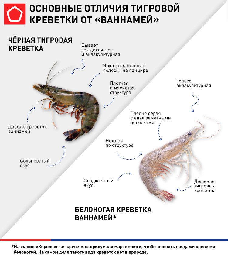 Топ 10 аквариумных креветок с названиями и фото