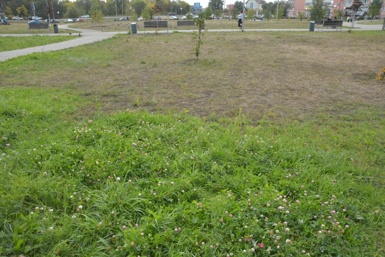 1 газоны