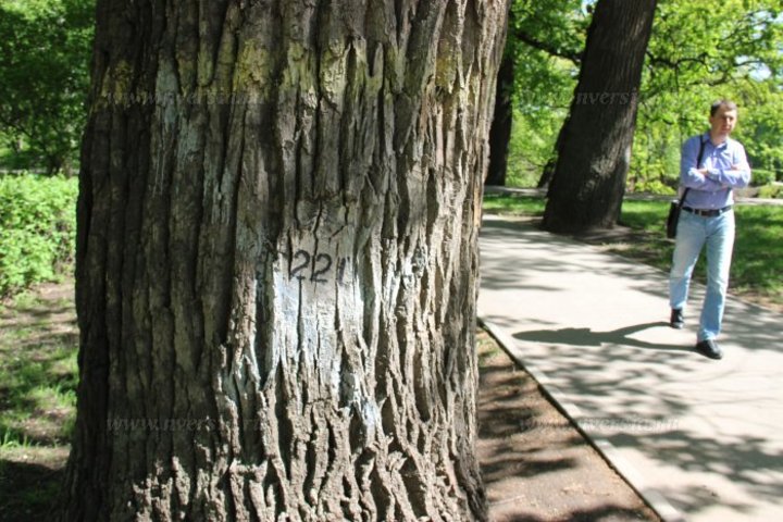 Купить дуб саратов. Саратов дуб Горпарк. Городской парк Саратов дубы. Калуга парк 300 летний дуб. 600 Летний дуб в Калининграде Бабушкино.