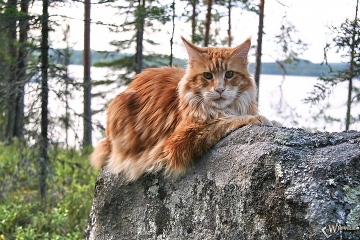 Мейн-кун
