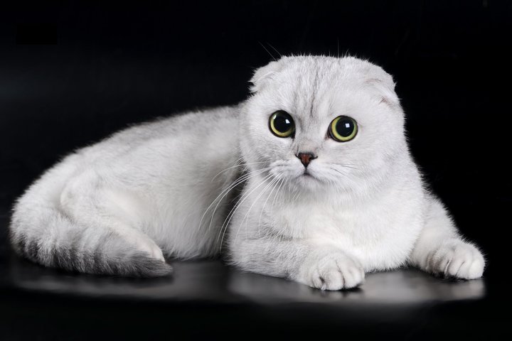 Скотиш-фолд