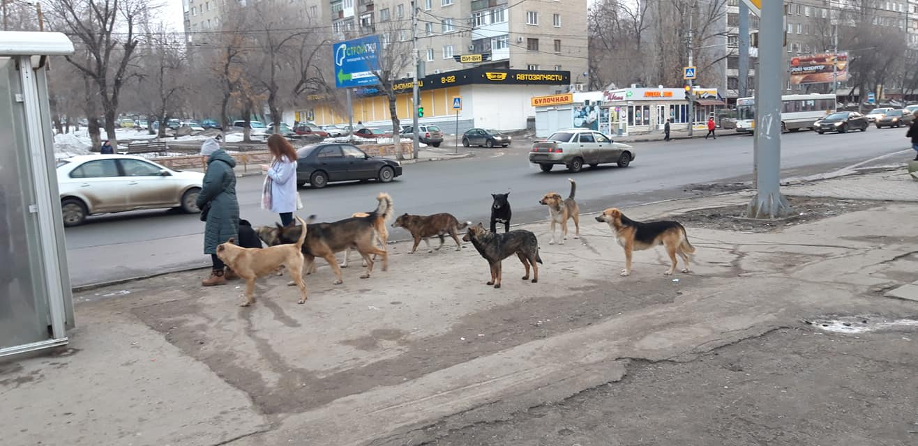 Бродячие собаки проект