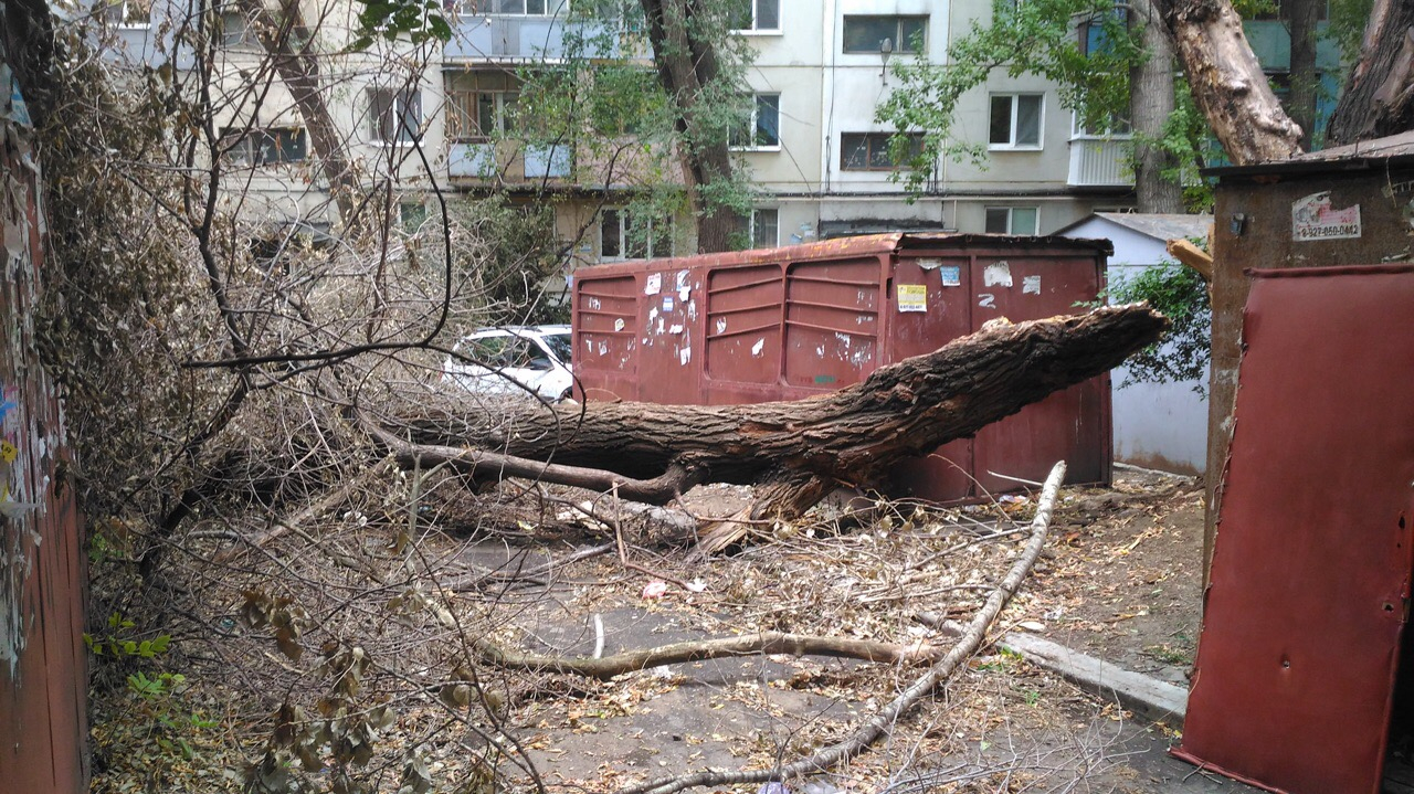 Упала дерева во дворе. Упавшее огромное дерево. Упавшее сухое дерево. Сухое перевернутое дерево во дворе. Склонившееся дерево во дворе.