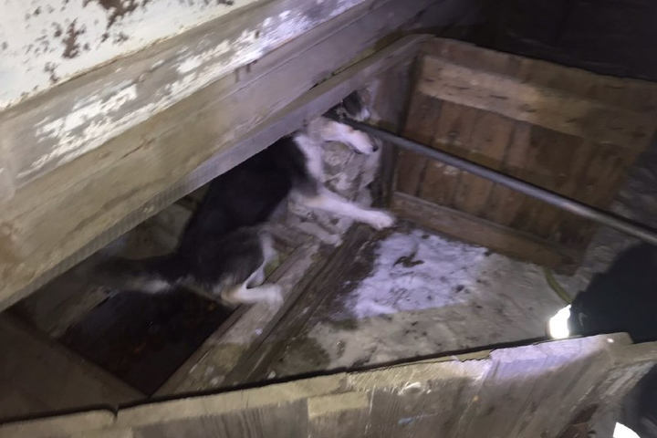 Спасение собаки в Поливановке 