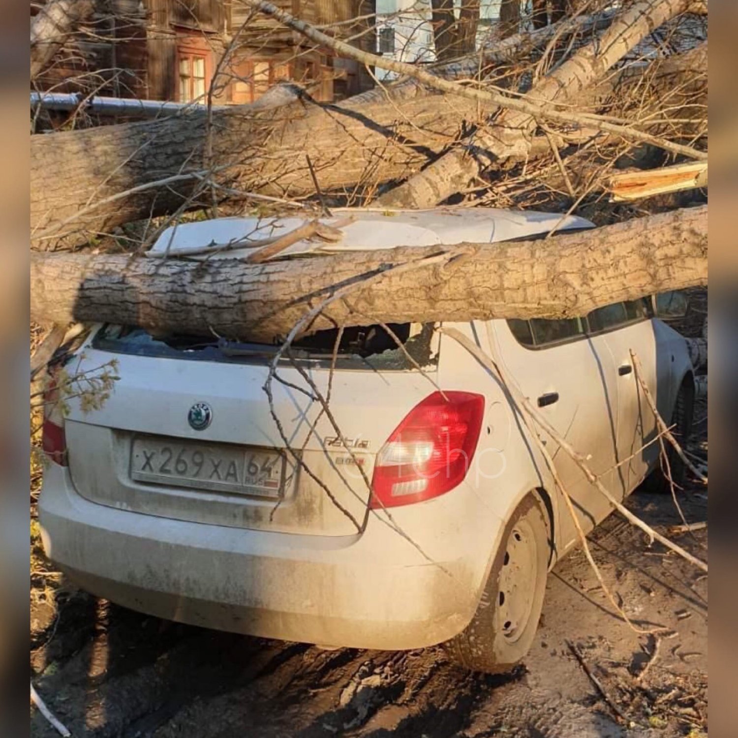 Очевидец: на Кленовой дерево рухнуло на припаркованные автомобили и  повредило газовую трубу — ИА «Версия-Саратов»