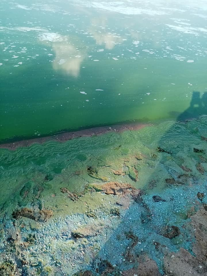 Проблема роста водорослей в волге