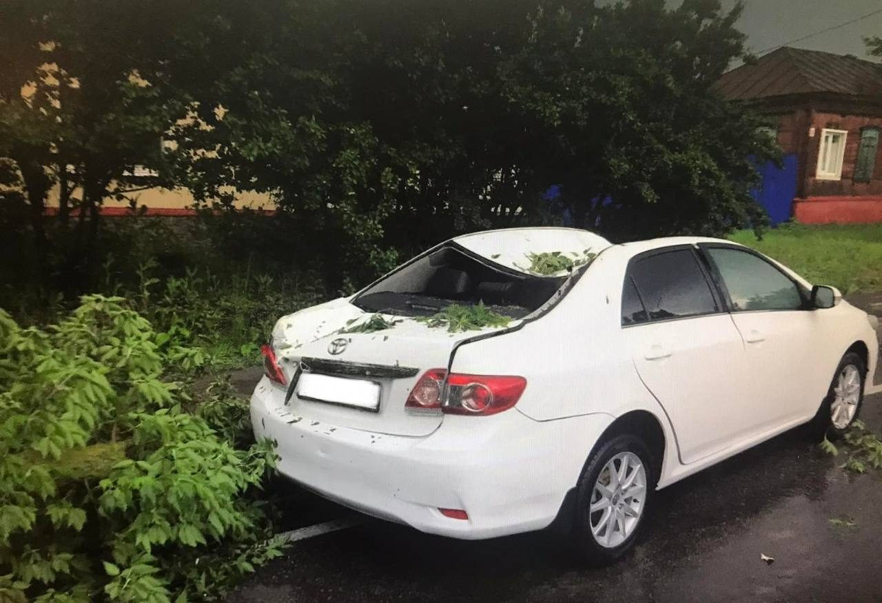 В Балашове дерево рухнуло на иномарку во время движения: пассажирке  потребовалась госпитализация — ИА «Версия-Саратов»