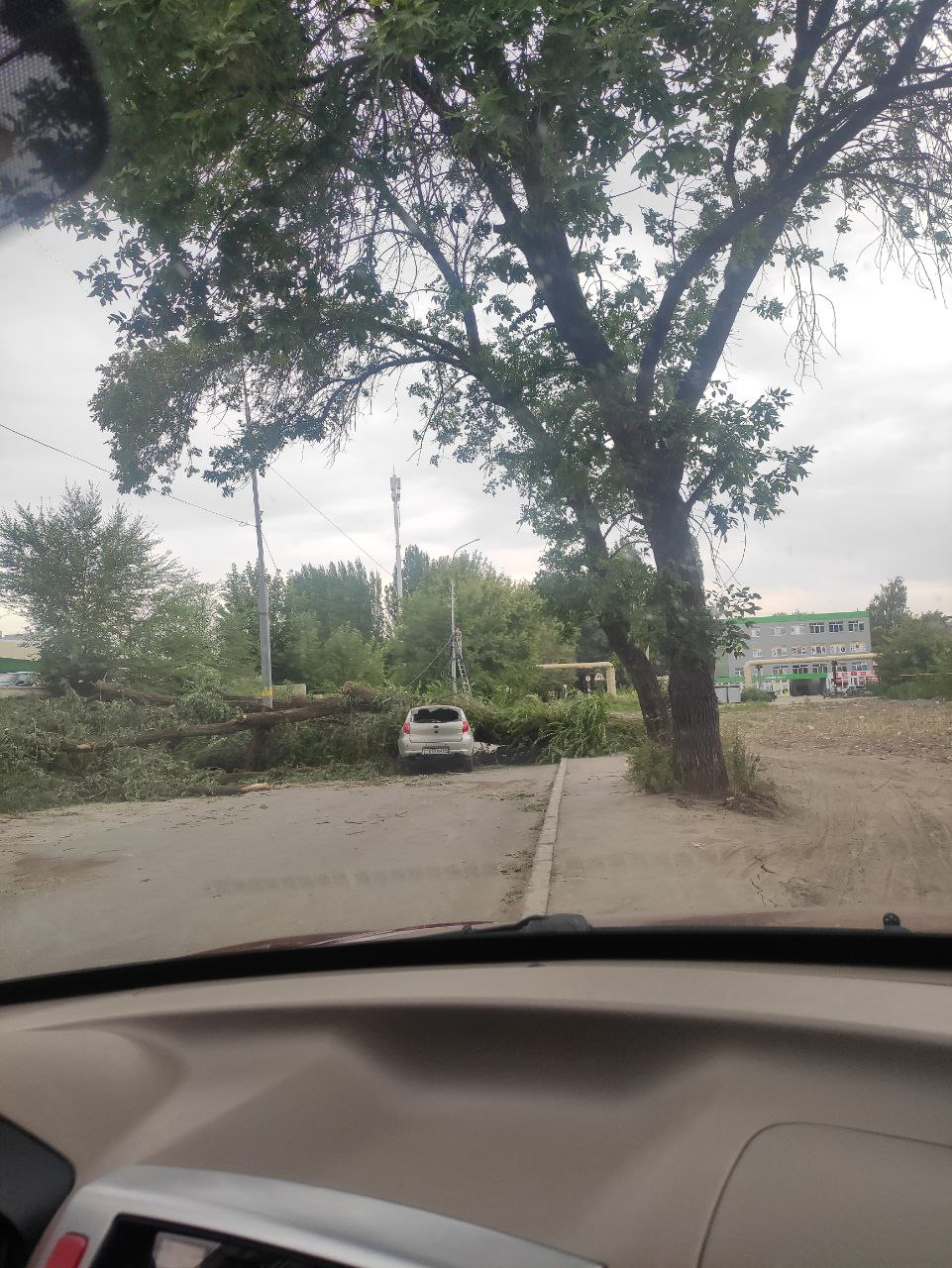 В Заводском районе упавшее дерево придавило иномарку и отечественную  легковушку (фото) — ИА «Версия-Саратов»