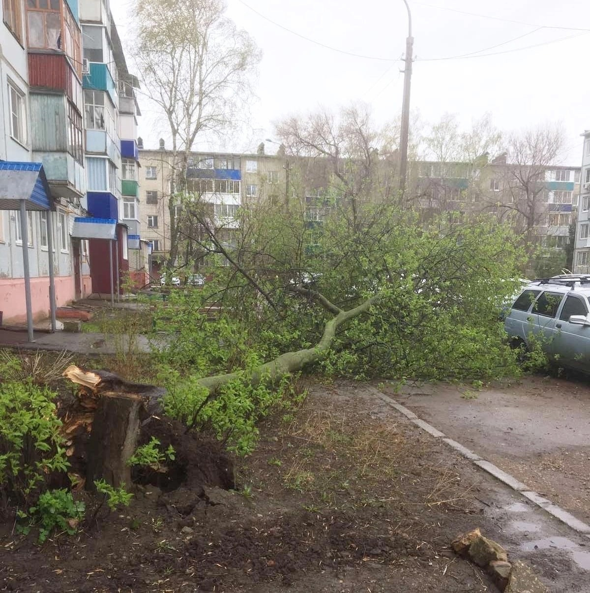 Вырванные деревья, поваленные заборы, отсутствие света и газа: жители  Саратовской области рассказывают о последствиях шторма — ИА «Версия-Саратов»