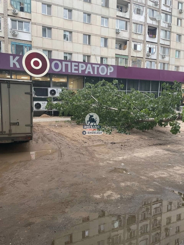 Упавшее дерево в Энгельсе. Фото: группа «Энгельс онлайн» соцсеть ВКонтакте