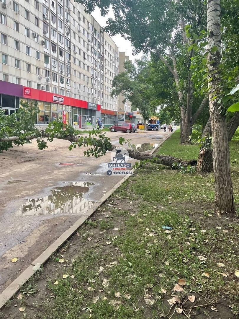 В Пугачеве во время урагана дерево упало на жилой дом, жители опасаются  нового ЧП — ИА «Версия-Саратов»