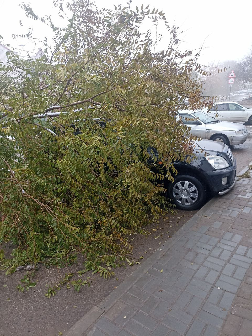 В Ленинском районе дерево упало на машину и перегородило дорогу — ИА  «Версия-Саратов»