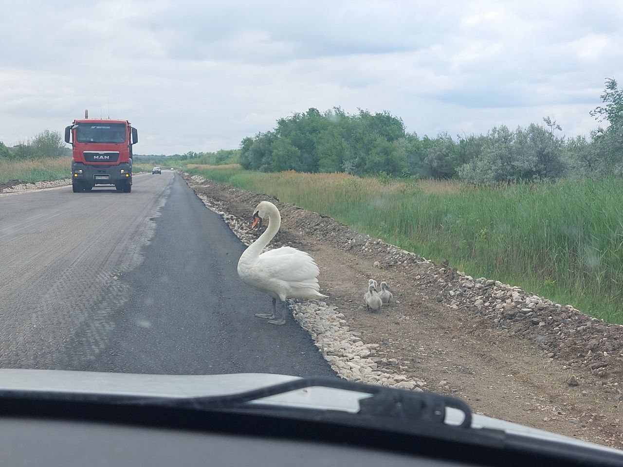 Все стояли и ждали, пока они перейдут»: в Энгельсском районе из-за  переходящей трассу семьи лебедей образовалась пробка (видео) — ИА  «Версия-Саратов»