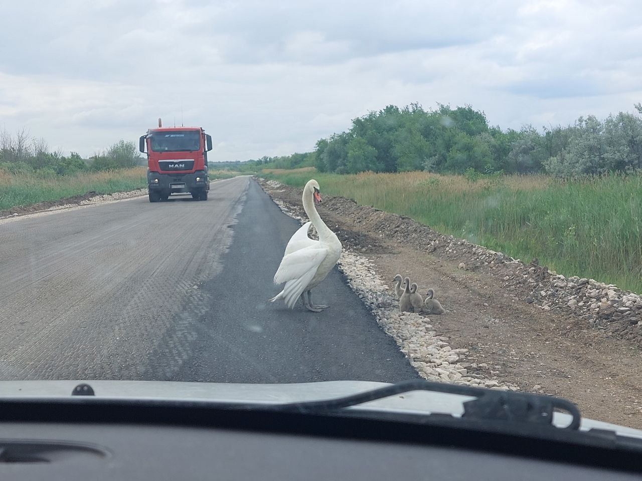 Все стояли и ждали, пока они перейдут»: в Энгельсском районе из-за  переходящей трассу семьи лебедей образовалась пробка (видео) — ИА  «Версия-Саратов»