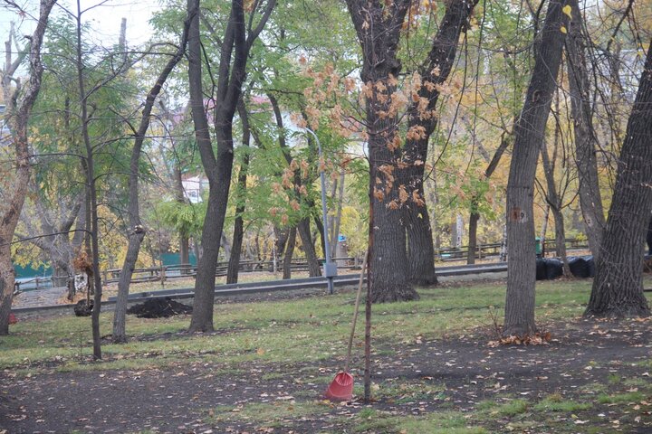 Дерево, высаженное в прошлом году