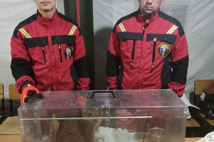 спасенная кошка погибшей семьи / © Городская служба спасения Саратова