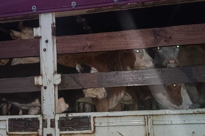 © управление ветеринарии правительства Саратовской области