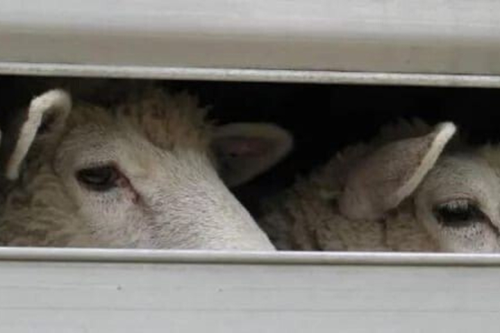 © управление ветеринарии правительства Саратовской области