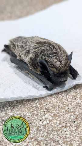 © Telegram-канал Волонтёры «Дикого Леса»