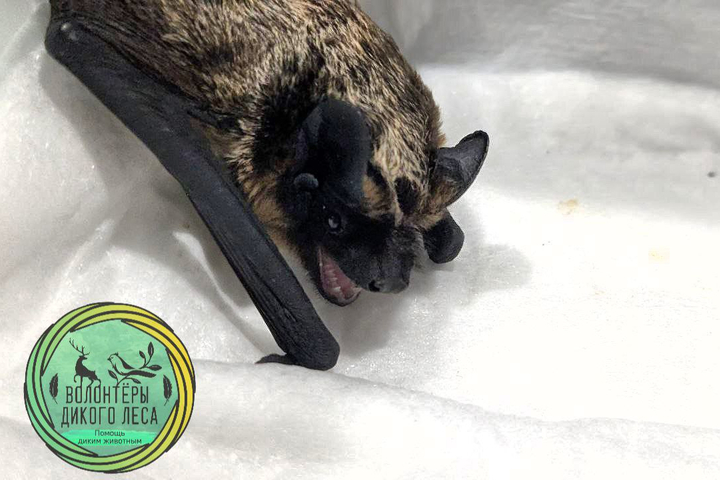 © Telegram-канал Волонтёры «Дикого Леса»