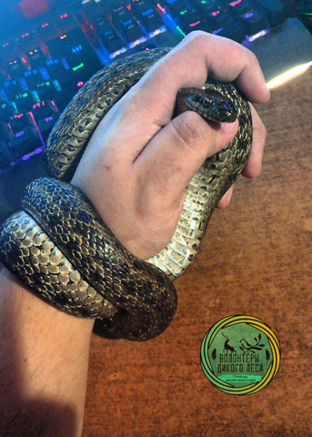 © Telegram-канал Волонтёры «Дикого Леса»