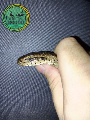 © Telegram-канал Волонтёры «Дикого Леса»