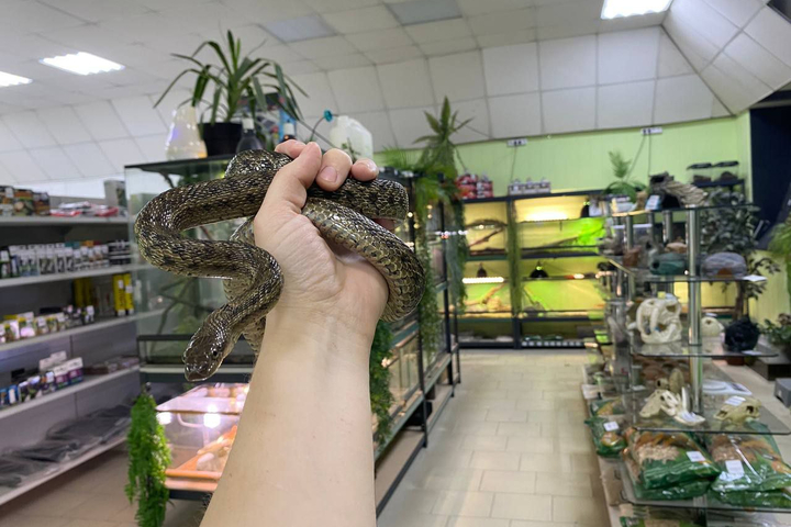 © Telegram-канал Волонтёры «Дикого Леса»