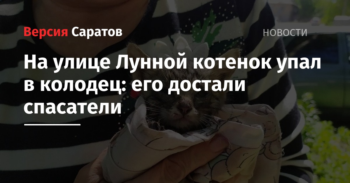 В колодце труп кошки что делать