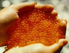 Икра для чемпионов