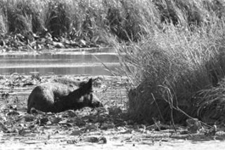 Кабаний заплыв