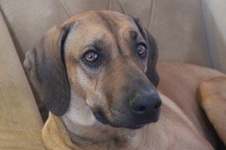 На коротком поводке