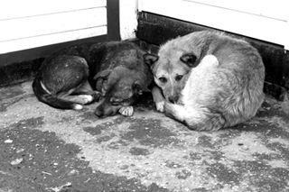 Миллион  на убийство