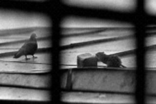 Слоник в СИЗО