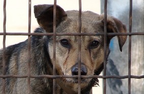 Собачья зона