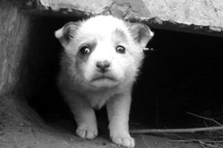 Профилактика бешенства людей